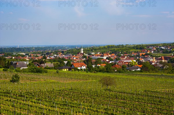 Vineyards
