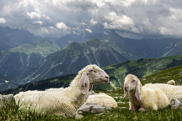 Domestic sheep