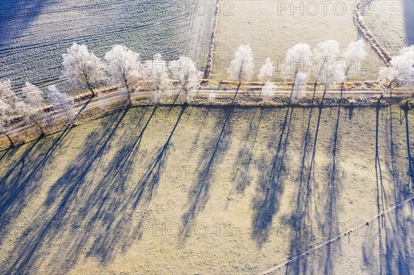 Field path through birch avenue with hoarfrost