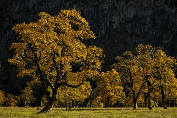 Autumnal Maple