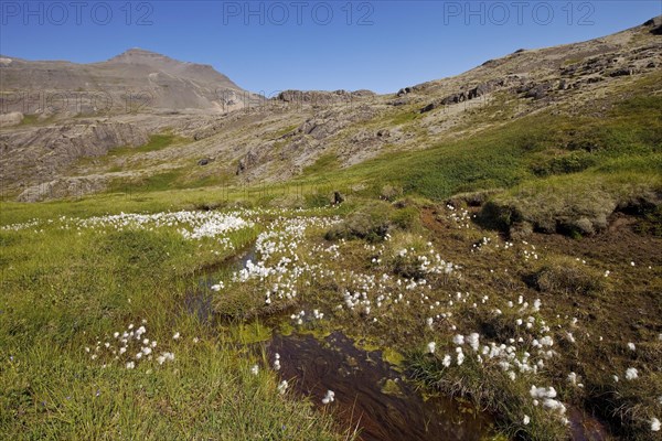 Mountainous landscape with cotton grass