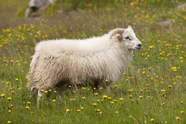 Sheep
