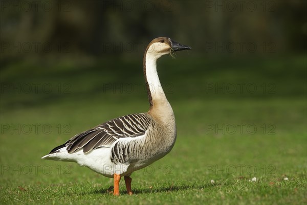 Swan goose