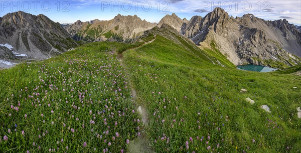 Mountain path with flower meadow in mountain landscape