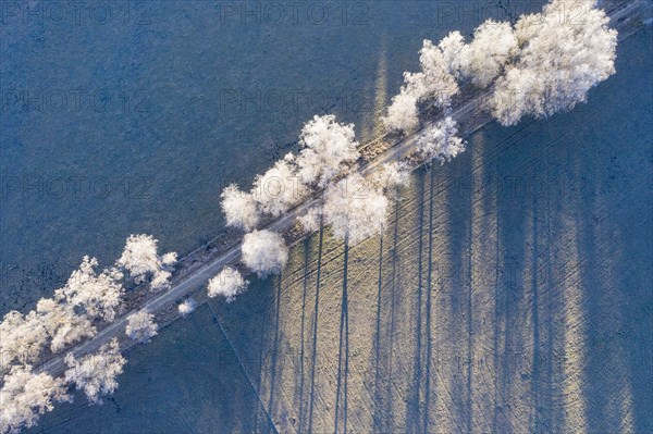 Field path through birch avenue with hoarfrost