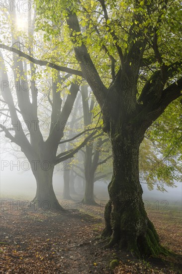 Large-leaved lindens (Tilia platyphyllos)