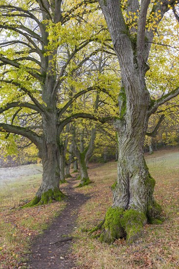 Large-leaved lindens (Tilia platyphyllos)