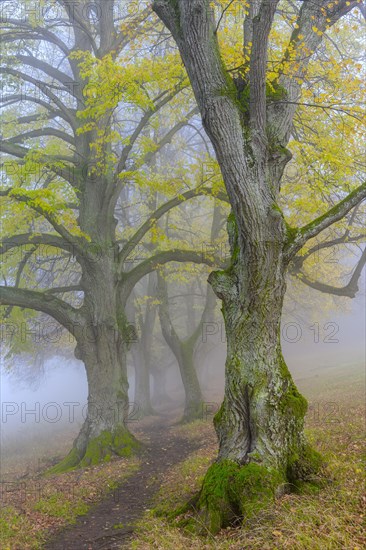 Large-leaved lindens (Tilia platyphyllos)