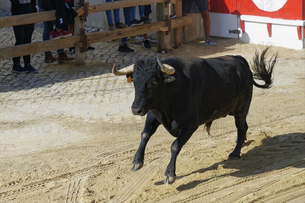 Street corrida during the Festas do Barrete Verde e das Salinas
