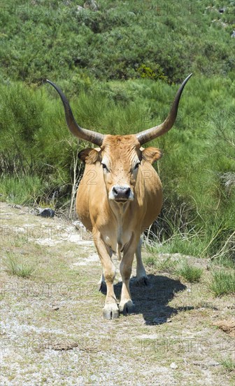 Cachena Cow
