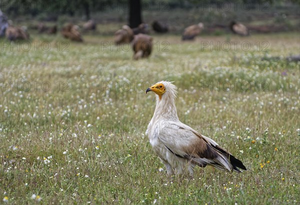 Egyptian Vulture (Neophron percnopterus)