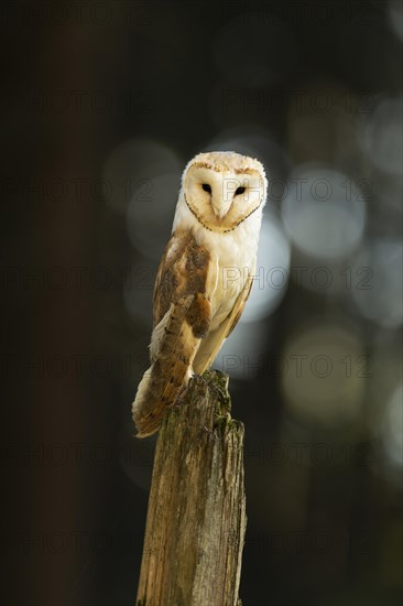 Common barn owl (Tyto alba)