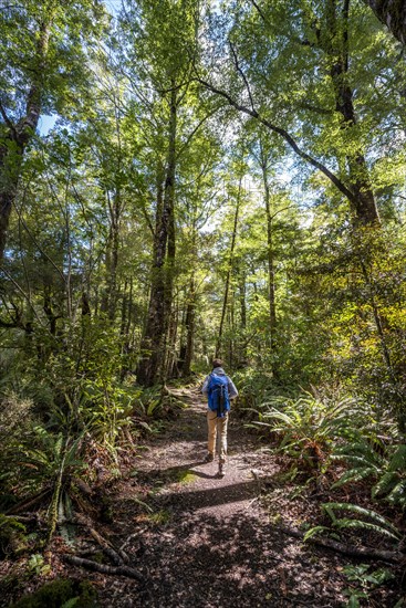 Hikers in the jungle with big ferns