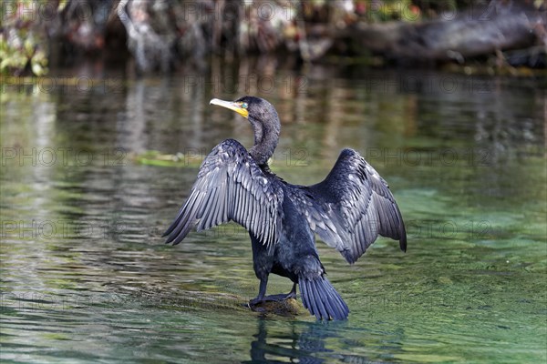 Double-crested cormorant (Phalacrocorax auritus)
