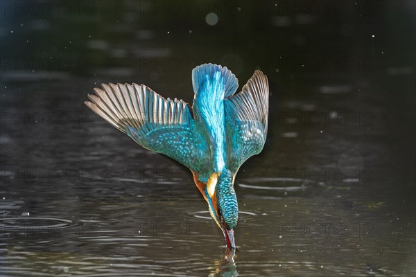 Common kingfisher (Alcedo atthis)