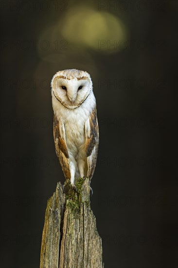 Common barn owl (Tyto alba)