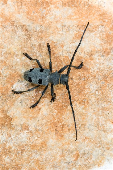 Morimus asper funereus (Morimus asper funereus)