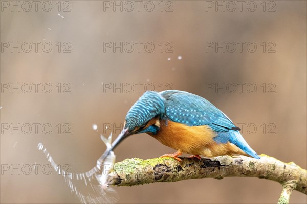 Common kingfisher (Alcedo atthis)