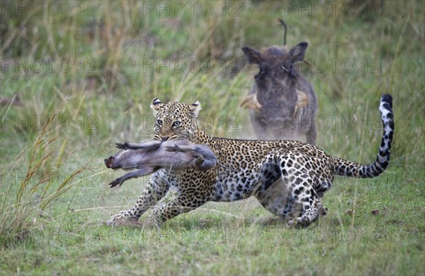 Leopard (Panthera pardus) kills a young warthog
