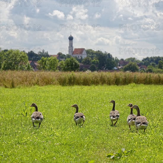 Greylag geese (Anser anser)