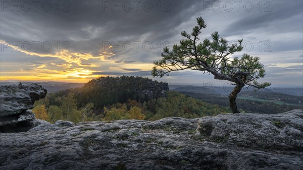 Small pine at the Papststein