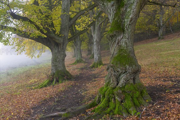 Large-leaved lindens (Tilia platyphyllos)