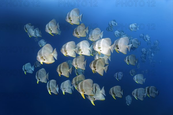 Swarm of Longfin Batfishes (Platax teira)