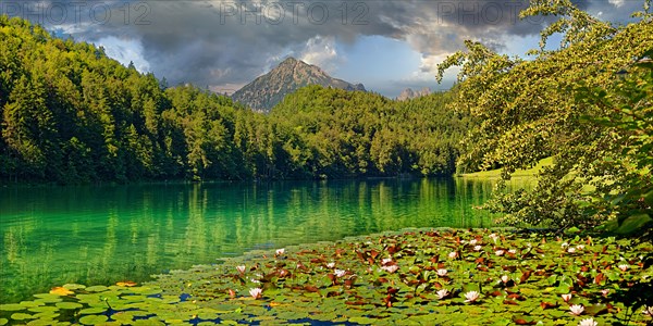 Idyllic Lake Alatsee with flowering water lily carpet