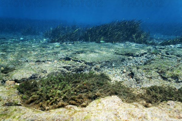 Underwater landscape