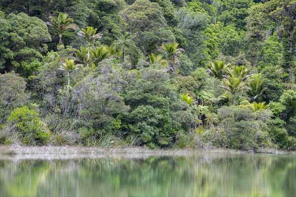 Subtropical rainforest
