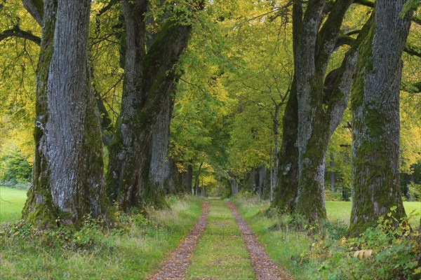 Kurfuerstenallee