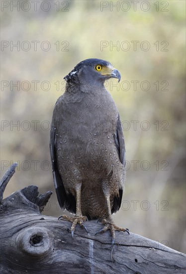 Crested Serpent Eagle (Spilornis cheela)