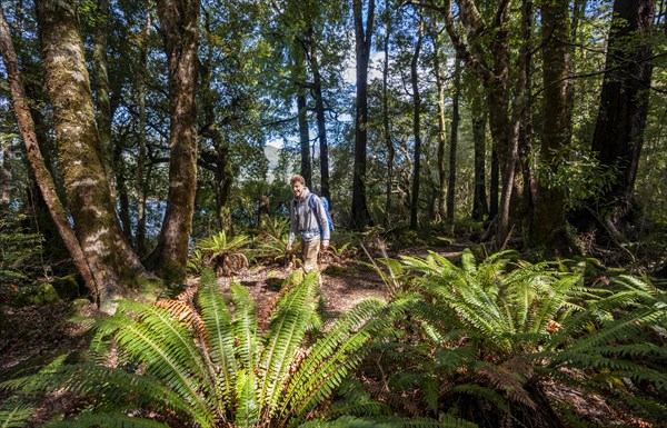 Hikers in the jungle with big ferns