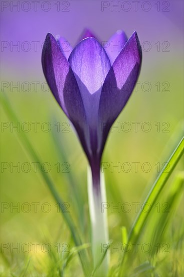 Crocus (Crocus sp.)