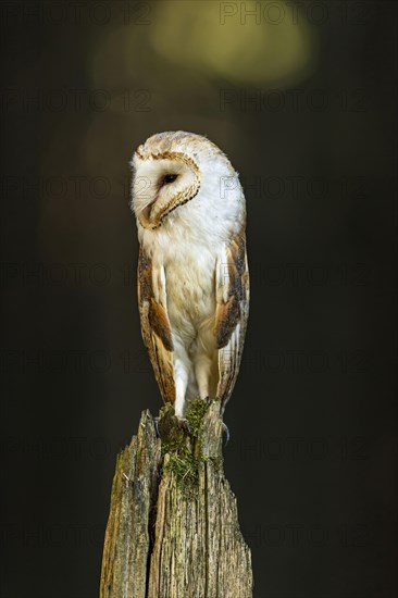 Common barn owl (Tyto alba)