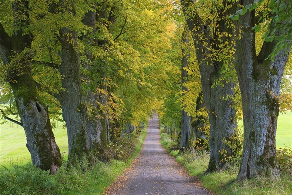 Kurfuerstenallee