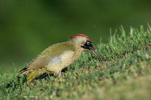 European green woodpecker (Picus viridis)
