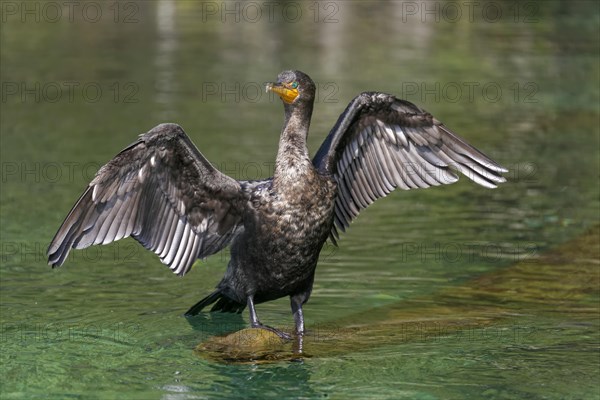 Double-crested cormorant (Phalacrocorax auritus)