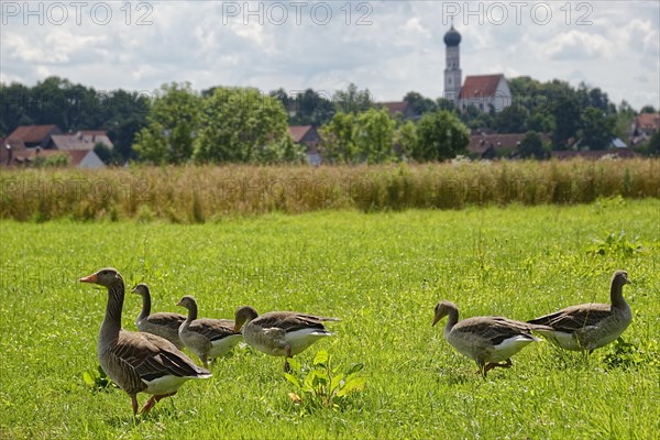 Greylag geese (Anser anser)