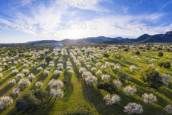 Almond blossom