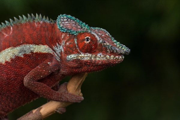 Panther chameleon (Furcifer pardalis)