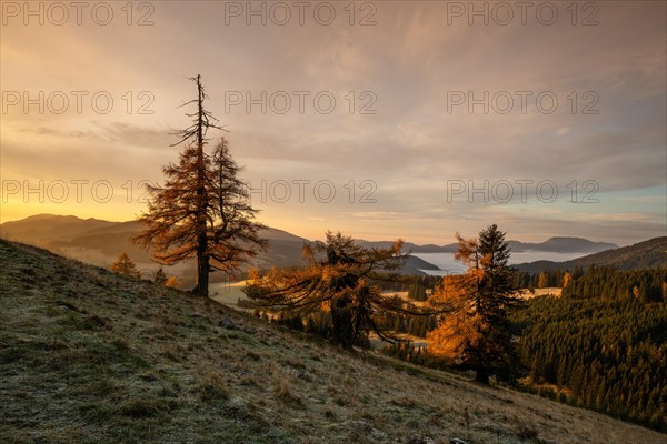 Larches (Larix) in autumn at sunrise