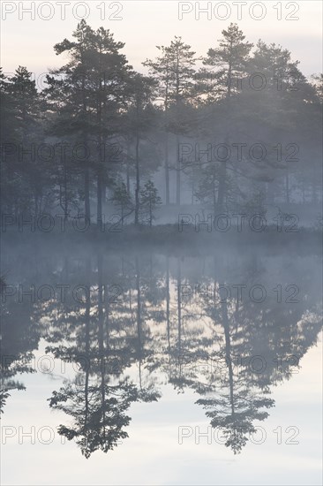 Moor landscape with lake in morning mist