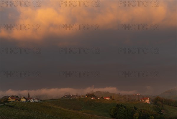 Sunrise with vineyard and morning fog