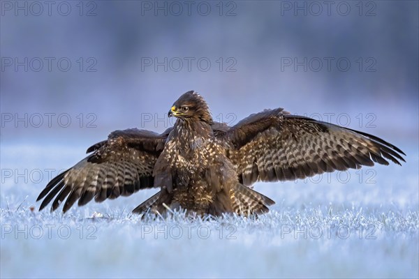 Steppe buzzard (Buteo buteo) defending the prey