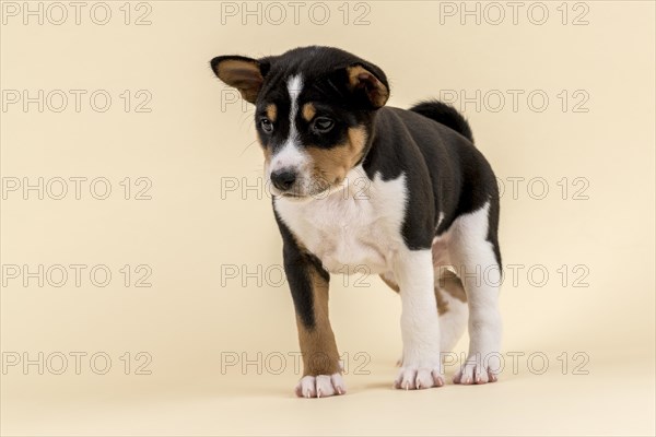 Basenji or Congo Terrier (Canis lupus familiaris)