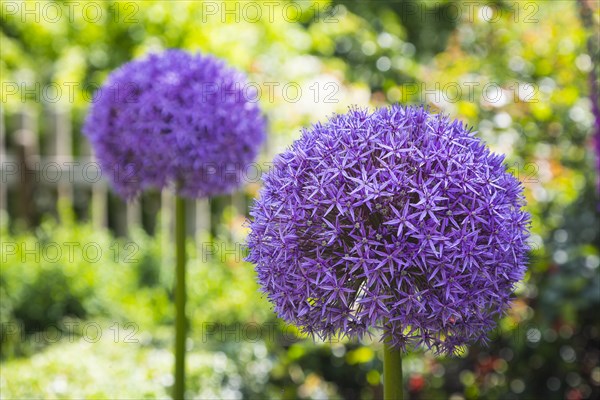 Giant Onion (Allium giganteum)