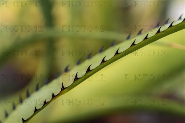 Bromeliaceous plant (aechmea purpureorosea)