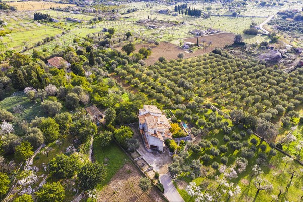 Finca and plantations with olive trees and flowering almond trees