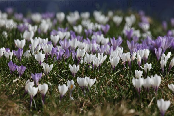 Crocus flower (Crocus) in the Allgaeu Alps